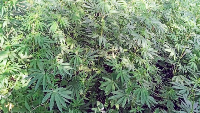 Lerikdə narkotik tərkibli bitkilər yetişdirən şəxs saxlanılıb