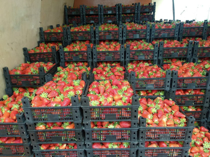 Cəlilabad malına ərəb ölkələrindən tələblər var