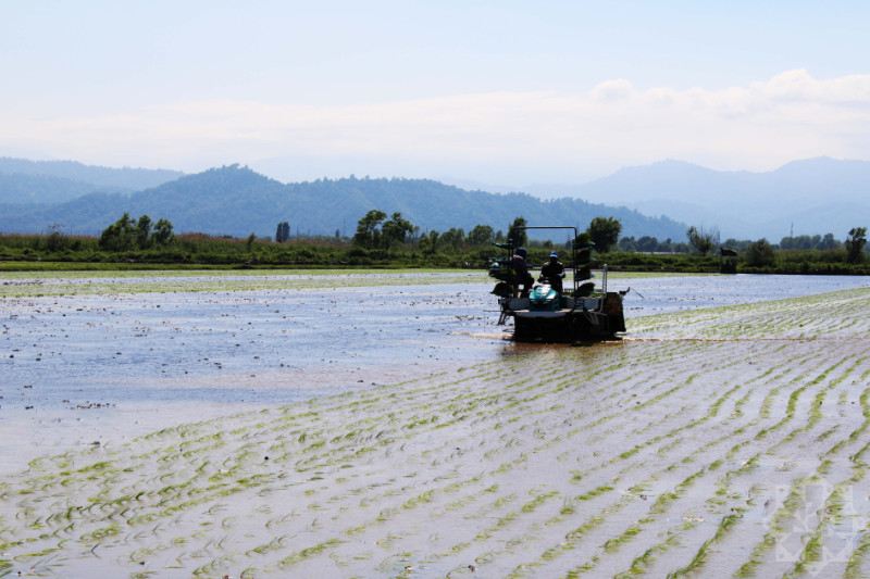 Lənkəranda çəltik əkini müasir texnikalarla aparılır