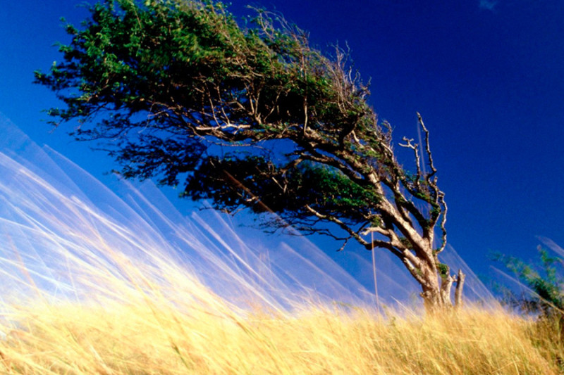 Küləkli hava şəraiti ilə bağlı sarı xəbərdarlıq verilib