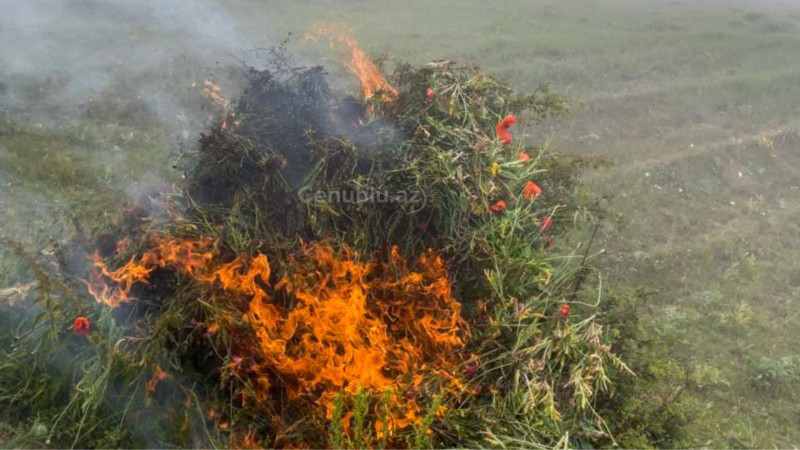 Lerikdə çətənə kolu məhv edilib