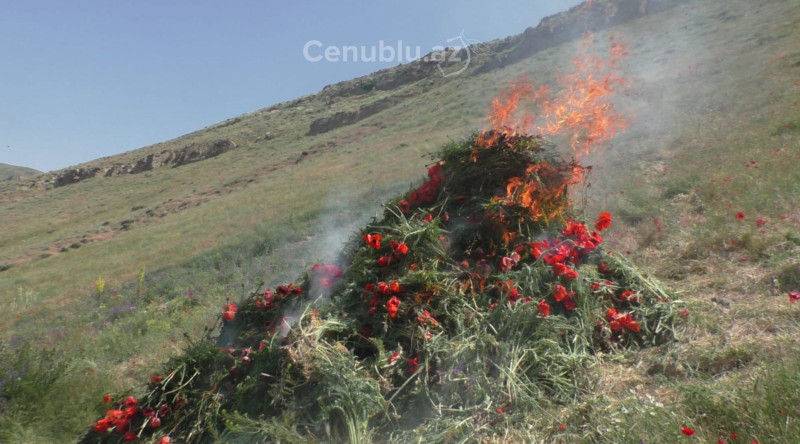 Yardımlıda 1,5 ton xaş-xaş məhv edilib