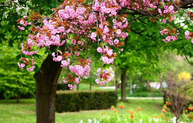 Sabah 37 dərəcə isti olacaq - PROQNOZ