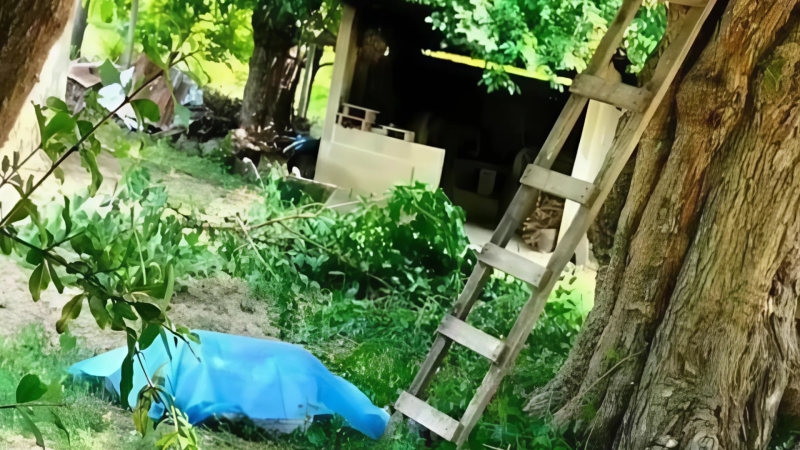 Astarada 55 yaşlı kişi ağacdan yıxılaraq ölüb