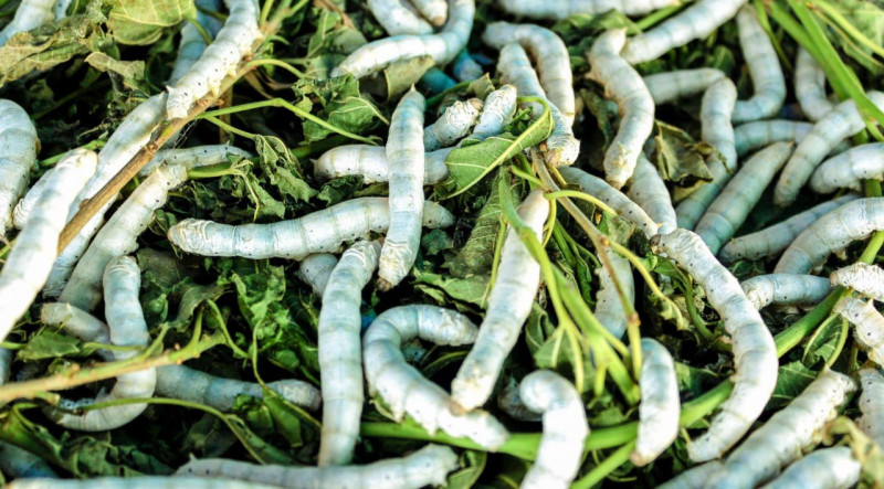 Masallıda barama tədarükü yekunlaşdı