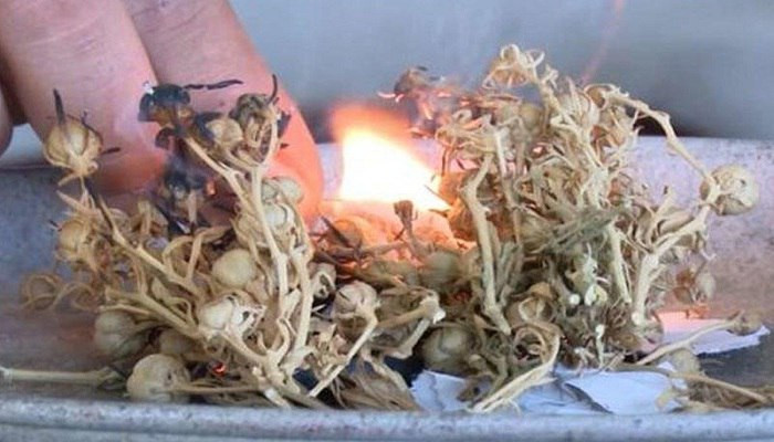 Başqa ölkələrə ÜZƏRLİK aparmayın - XƏBƏRDARLIQ