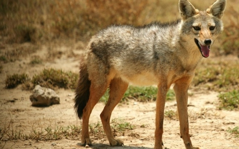 Cəlilabadlı qadın çaqqalı əlləri ilə öldürdü - VİDEO