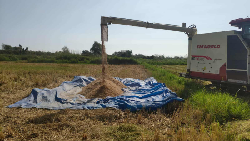 Astaralı fermerlər 300 hektar sahədə çəltik yetişdiriblər - VİDEO