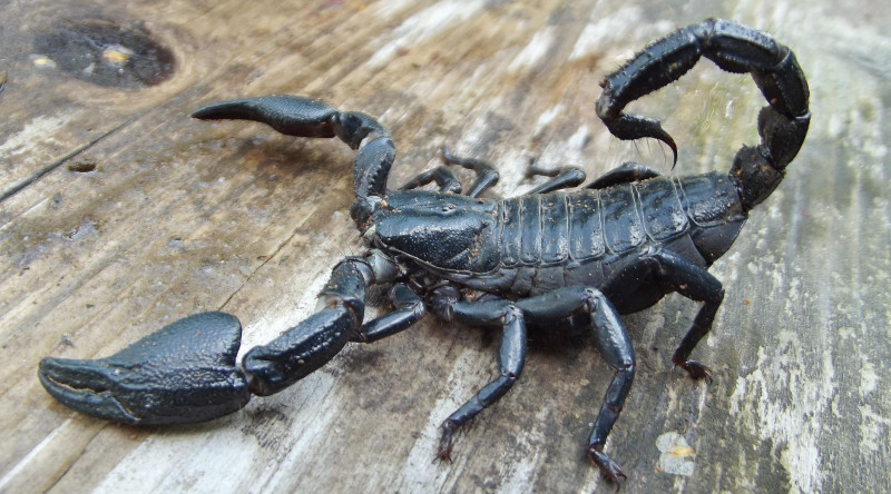 Azərbaycanda bu zəhərli heyvanın kütləvi SATIŞI BAŞLADI – Biri 15 manatdır…