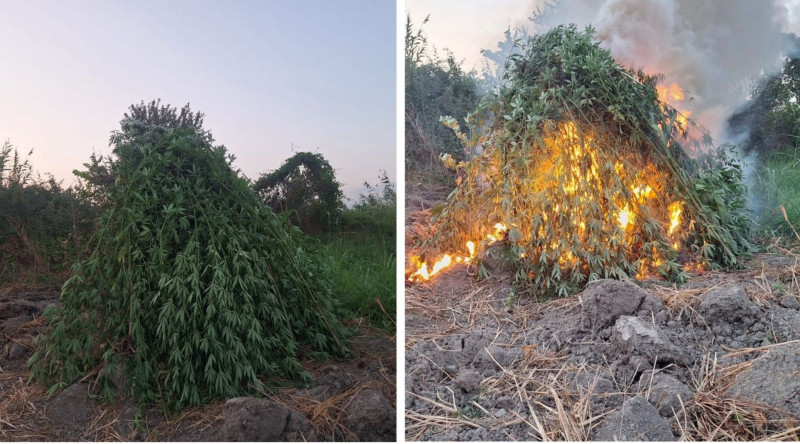 Sabirabadda yabanı halda bitən çətənə bitkiləri məhv edilib