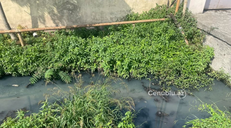 Lənkəranda bərələr üfunət saçır