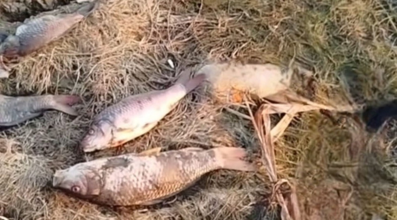 Mahmudçalada balıqların kütləvi ölümünün səbəbi açıqlanıb - RƏSMİ