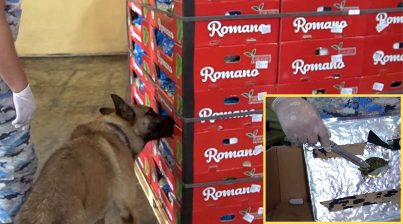 “Kahı” aparan avtomobildən 70 kiloqram marixuana aşkar edilib