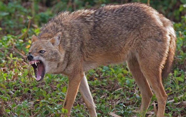 Vəhşi heyvan Cəlilabad sakinlərinə hücum edib