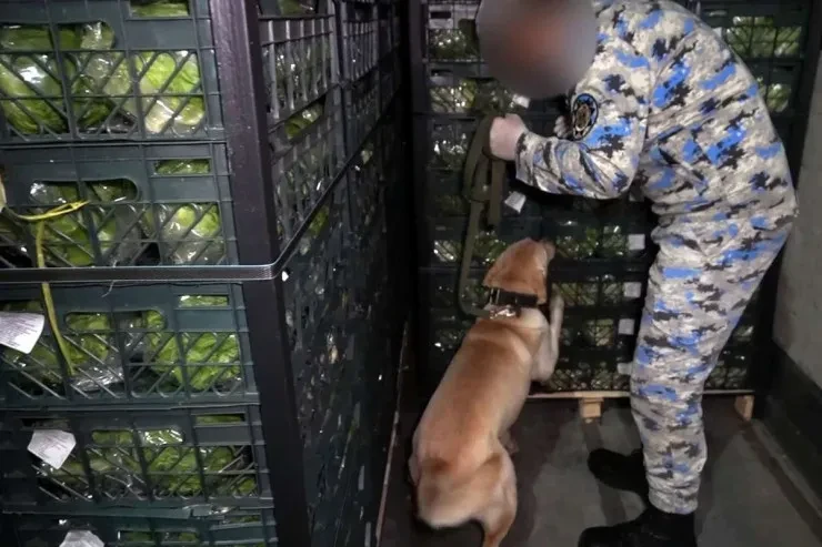 İrandan Rusiyaya kahı aparan TIR-da marixuana aşkarlandı - VİDEO