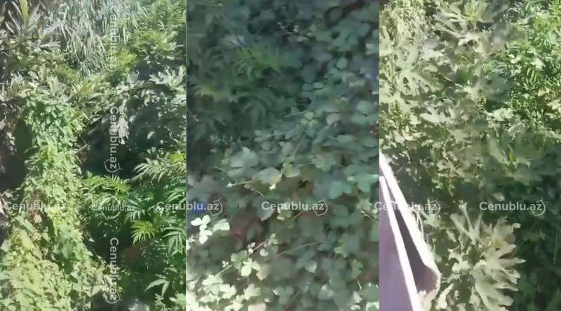 Lənkəranda kanal üfunət saçır - VİDEO