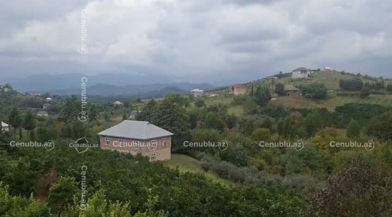 Astaranın qəsəbəsində elektrik xətləri budaqlara bərkidilib - VİDEO