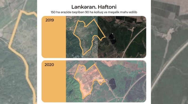 “Asfalt Raqib” meşənin 100 hektarını geri qaytaracaq