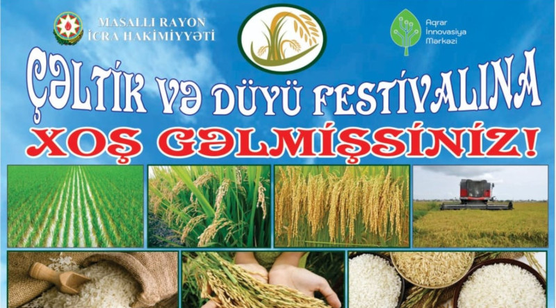 Masallıda “Çəltik və Düyü festivalı” keçiriləcək