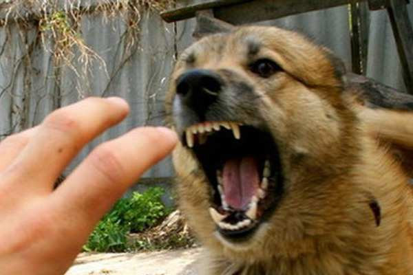 Lənkəranda sahibsiz itlər sakinləri narahat edir