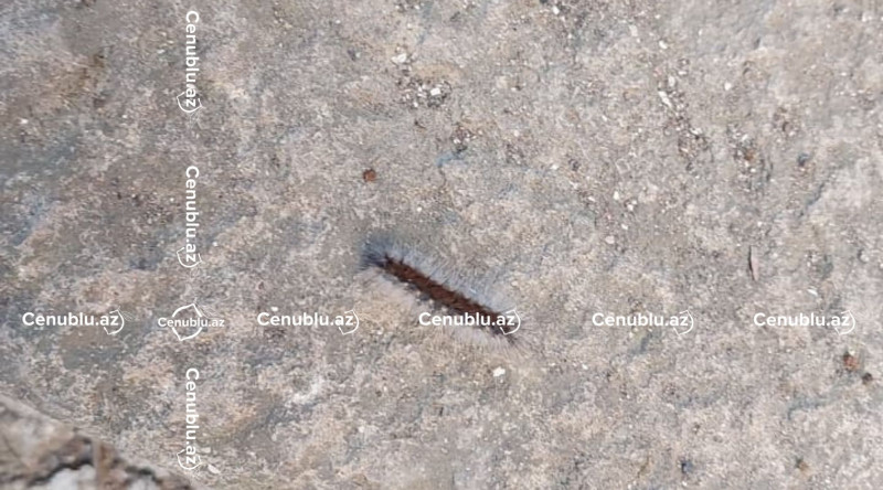 Lənkəranda binaya zərərvericilər daraşıb