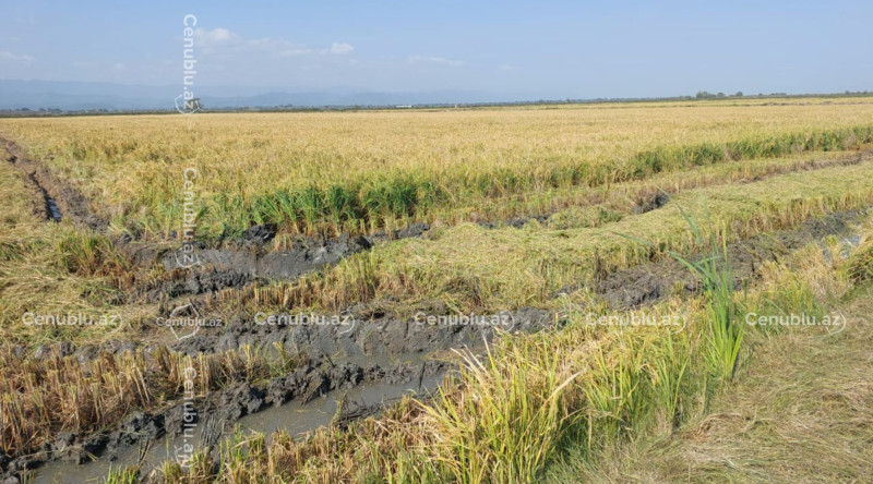 Lənkəranda 60 hektar çəltik sahəsini sel məhv etdi