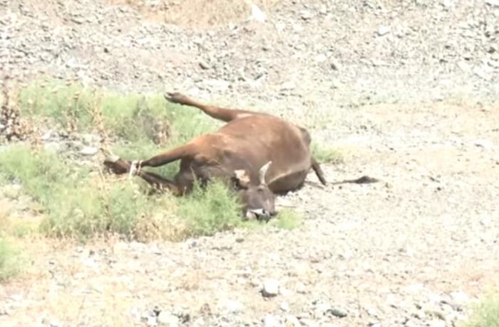 Azərbaycanda mal-qara arasında ölümcül xəstəlik yayılıb? – RƏSMİ AÇIQLAMA