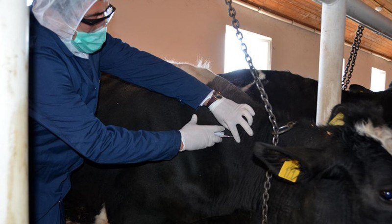 Cəlilabadda heyvanlar arasında dabaq xəstəliyi sürətlə yayılır