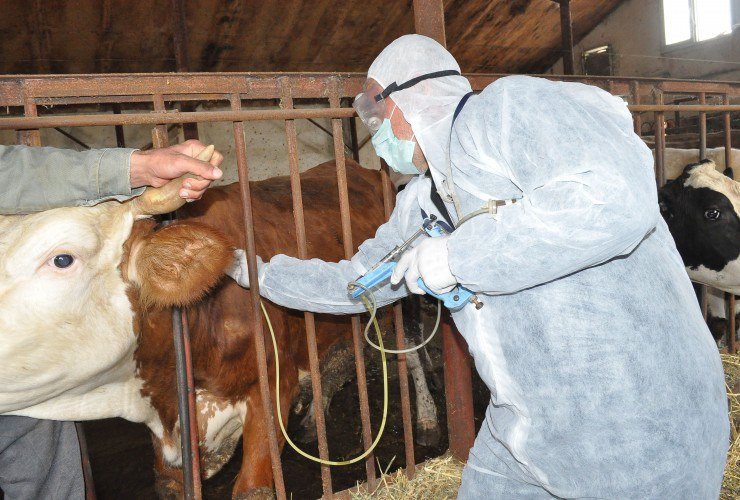 Dabaq xəstəliyi sürətlə yayılır – “mal bazarları” bağlanacaqmı?