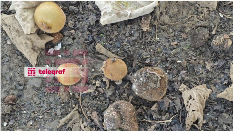 Kivi bol olsa da, alıcısı yoxdur - Fermerlər həyəcan təbili çalır