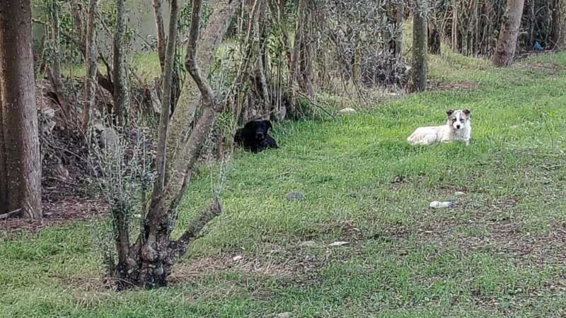 Cəlilabadda sahibsiz itlər məktəbliyə hücum etdi