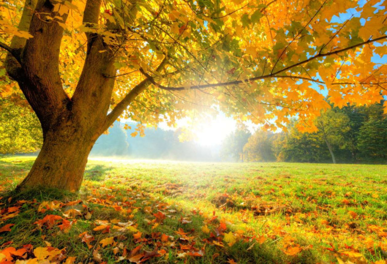 Sabahın havası açıqlanıb