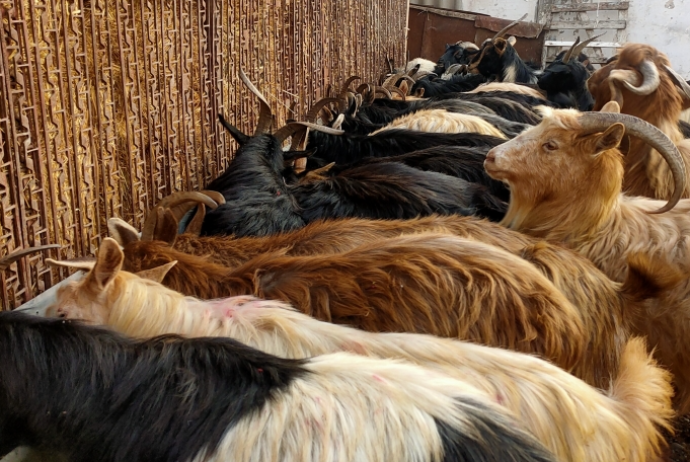 Keçi üstündə qonşusunu döydü, 1000 manat cərimələndi