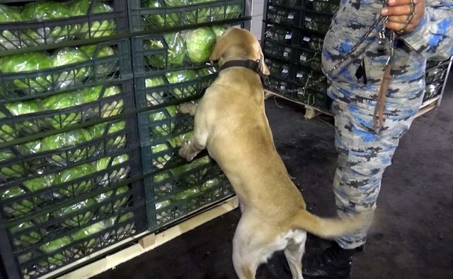 Biləsuvarda ƏMƏLİYYAT: Kahı yükünün arasında külli miqdarda narkotik aşkarlandı