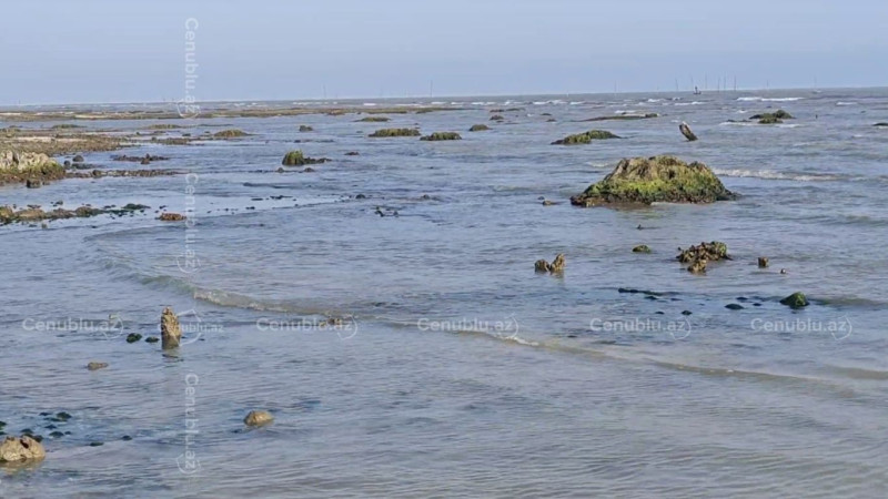 Lənkəranda Xəzərin dibindən “itmiş meşə” üzə çıxdı