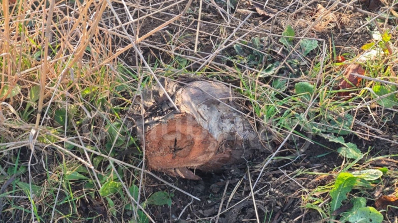 Cəlilabadda üzüm bağları ləğv edilir