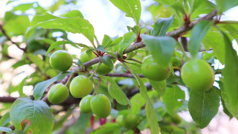 Cənubda nadir hadisə: Ağac ikinci dəfə bar verdi
