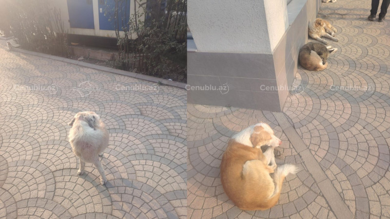Lənkəranda təhlükə: Küçə itləri insanlara hücum edir