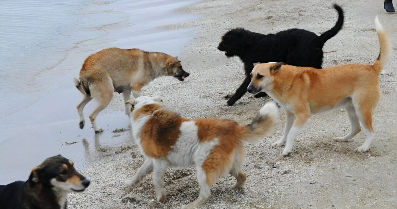 Lənkəranın mərkəzində sahibsiz it problemi böyüyür