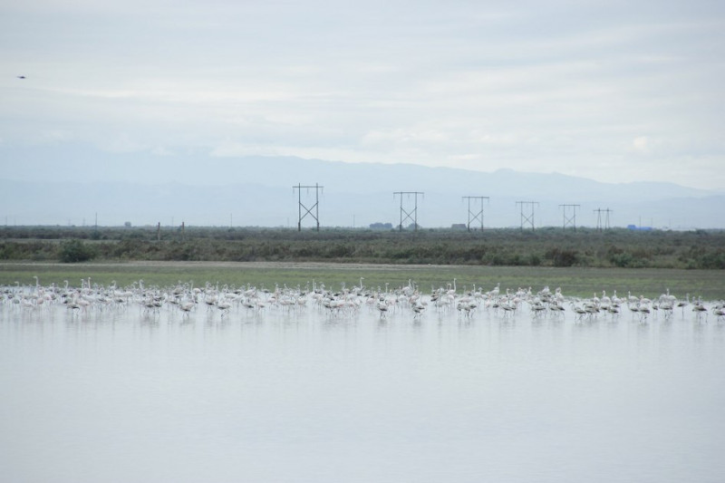 Flaminqolar Mahmudçalaya axışdı – digər çöl quşları isə azalaraq yox olub