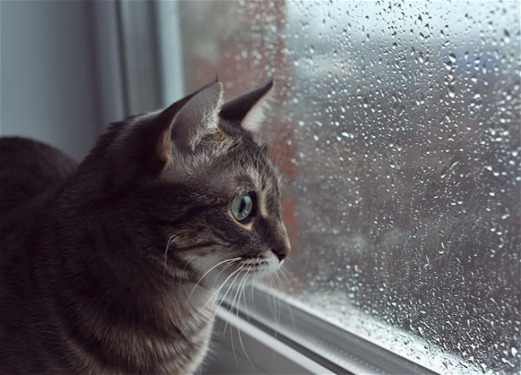 Sabahın hava proqnozu açıqlanıb