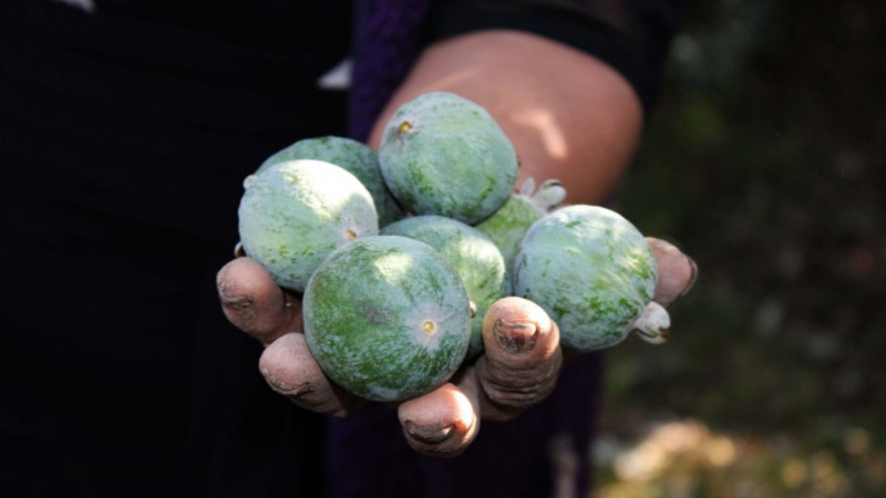 Astarada feyxoa yığımı başa çatıb – məhsuldarlıqda artım qeydə alınıb