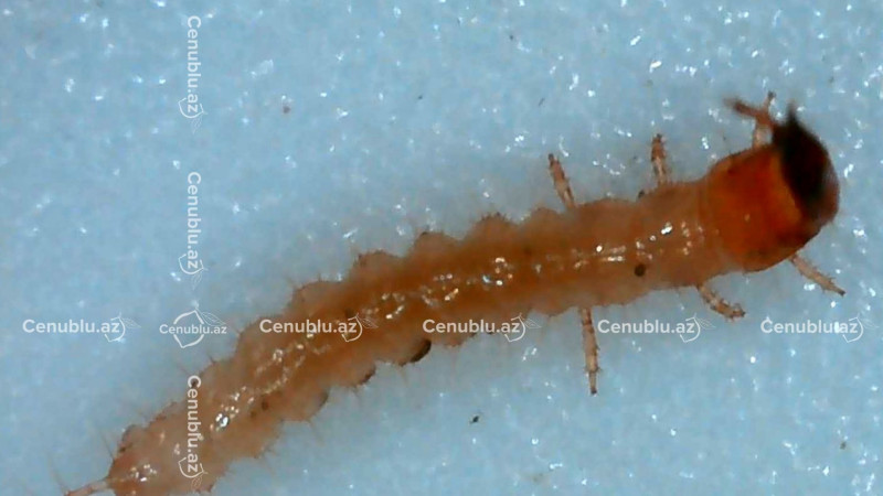 Cəlilabadda taxıl sahələrini bürüyən zərərverici TƏHLÜKƏSİ