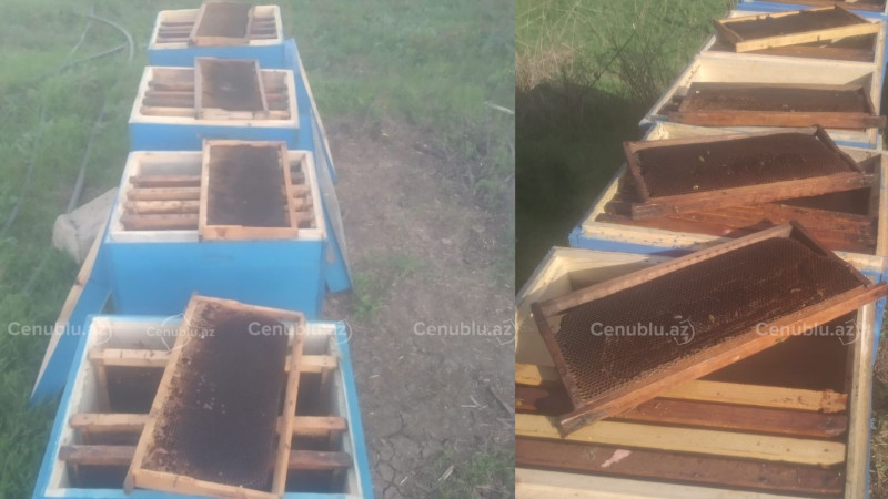 Cəlilabadda arı ailələri kütləvi şəkildə məhv olub