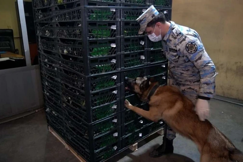 Astara Gömrük İdarəsində 148 kiloqramdan artıq narkotik vasitə aşkarlanıb