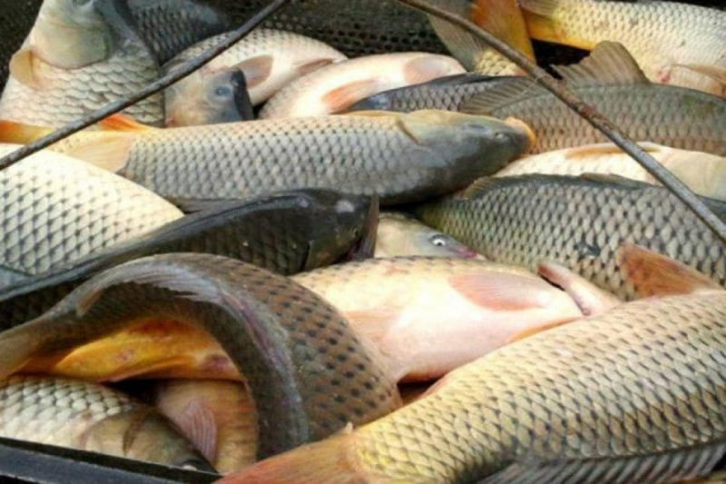 Balıq ovu üçün kvota təsdiqləndi