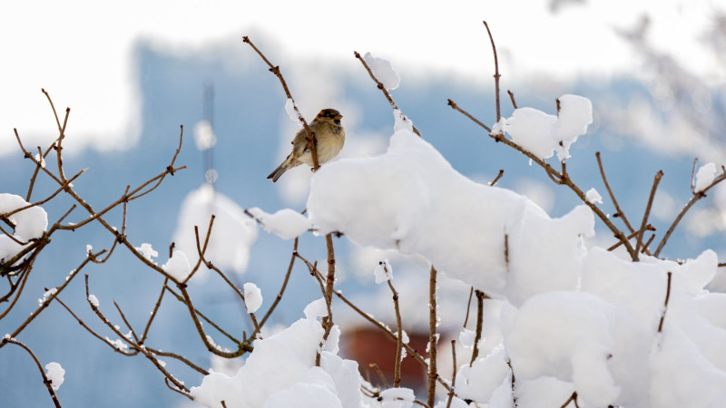 Fevralda cənubun havası necə olacaq?