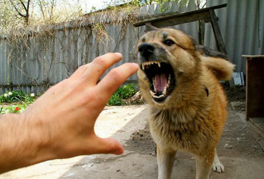 Keçən il Azərbaycanda 50 minə yaxın şəxsi heyvan dişləyib