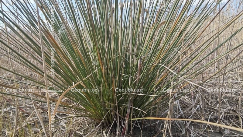 Xəzər geri çəkilir: Astara sahillərində yeni ekosistem yaranır