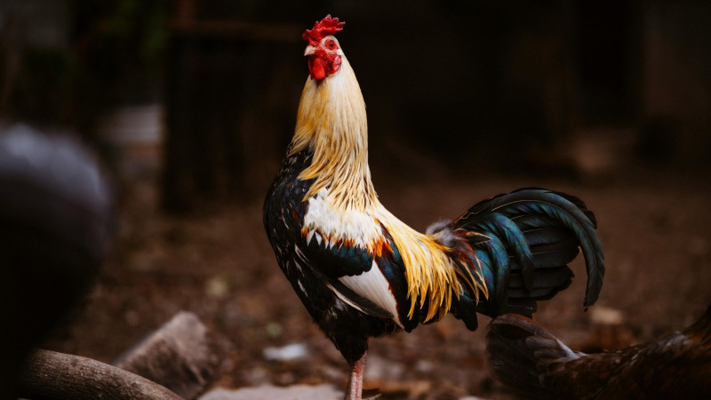 Xoruzu satıb araq aldı, içib arvadını bıçaqladı